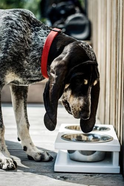 Miska Grande Jaśmin