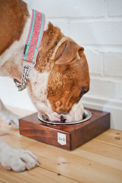 Miska B&B Solo Kasztan