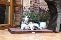 Mata dla psa CHOCOLATE