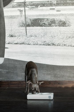 Miska Ceramic Jaśmin